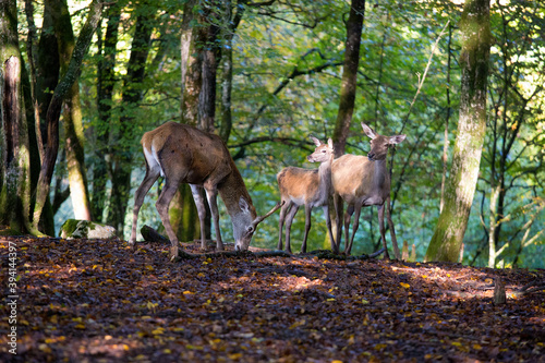 A herd of red deers in the woods