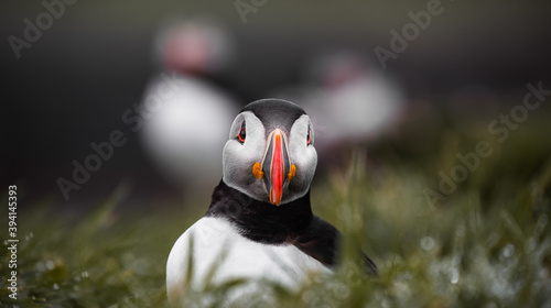 Puffins on Staffa Island photo