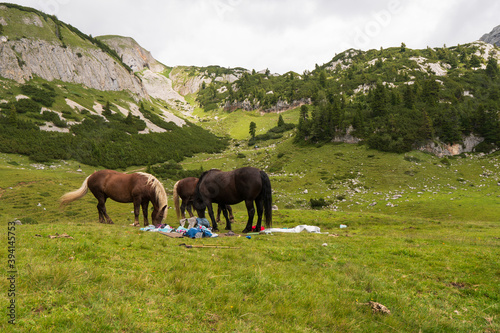 horses taking care of each other in front of a campsite, horses do not camp in the mountains europe austria © Martin