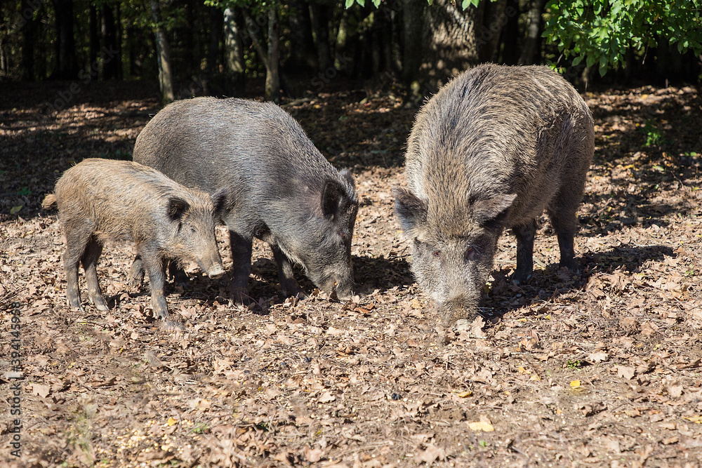 A group of wild boars in woods A group of wild boars in woods