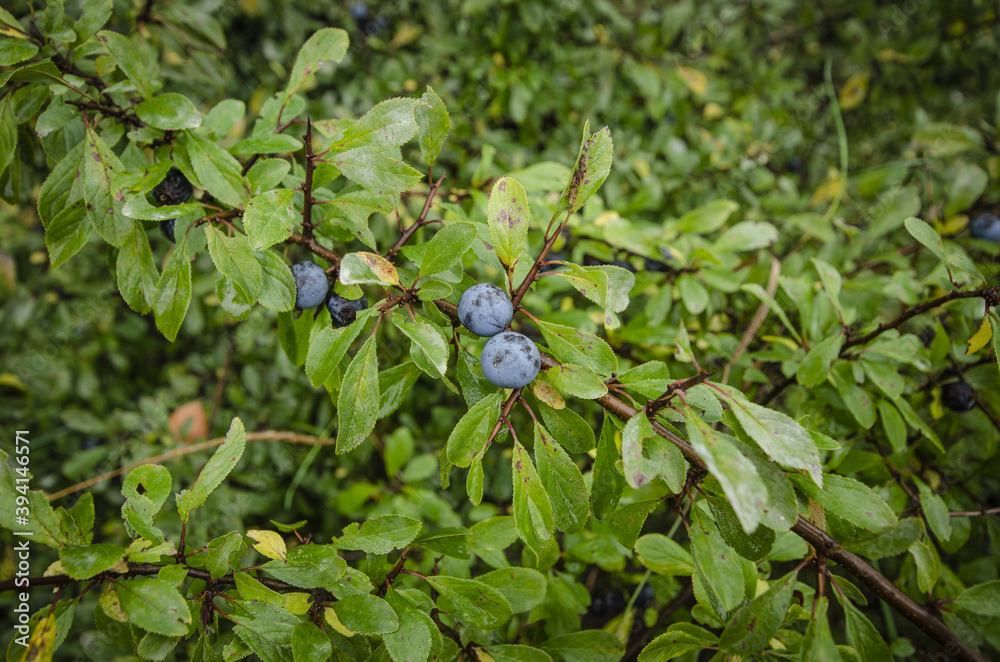 wild purple berries growing on the bush wild purple berries growing on the bush