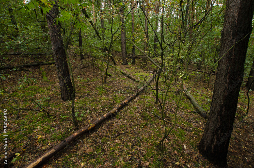Fototapeta premium dark forest during autumn by day