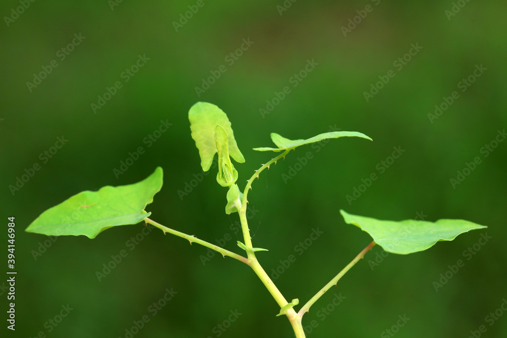 Chinese medicinal plant Polygonum scandens Chinese medicinal plant Polygonum scandens