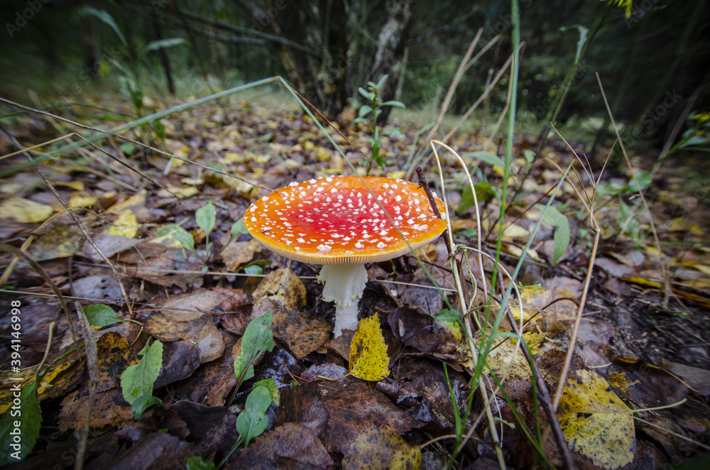 toadstool growing in forest litter in the forest
toadstool growing in forest litter in the forest