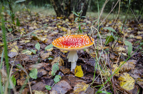  toadstool growing in forest litter in the forest