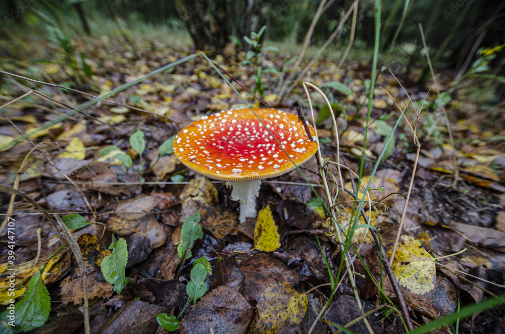 toadstool growing in forest litter in the forest
toadstool growing in forest litter in the forest