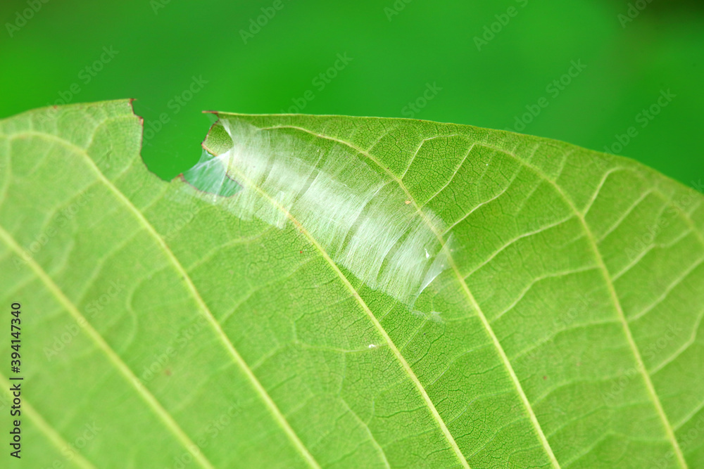 Moth nests on wild plants, North China Moth nests on wild plants, North China