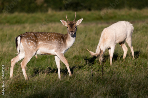The Fallow Deer of Charlecote Park photo