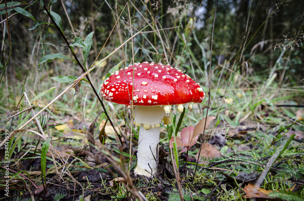 toadstool growing in forest litter in the forest
toadstool growing in forest litter in the forest