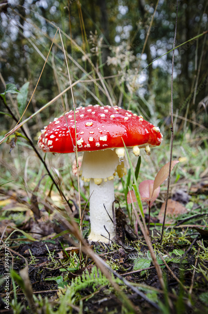 toadstool growing in forest litter in the forest
toadstool growing in forest litter in the forest