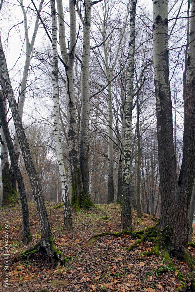 Fall. Cloudy November. Nice view in the old park. White birch trunks
