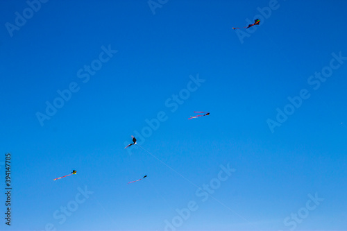 Colorful flying kite fly in the blue sky