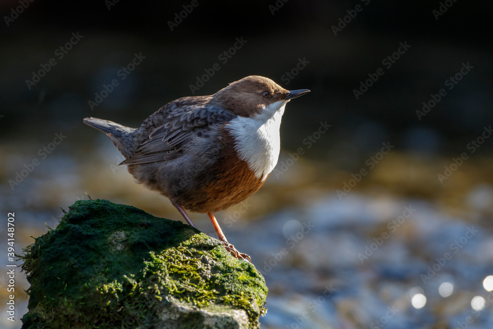 Wasseramsel (Cinclus cinclus) Wasseramsel (Cinclus cinclus)