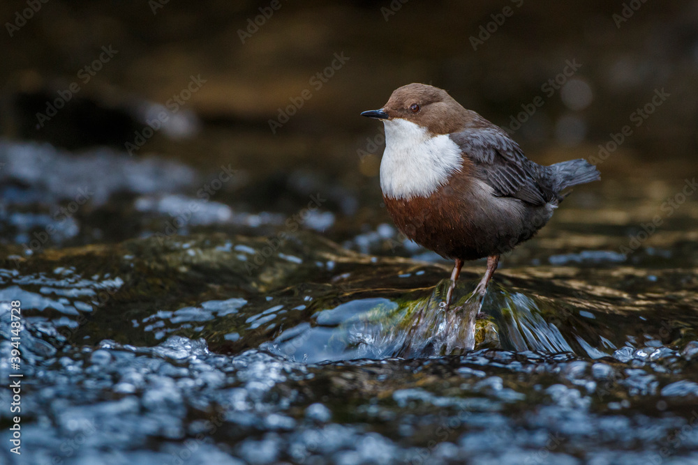 Wasseramsel (Cinclus cinclus) Wasseramsel (Cinclus cinclus)