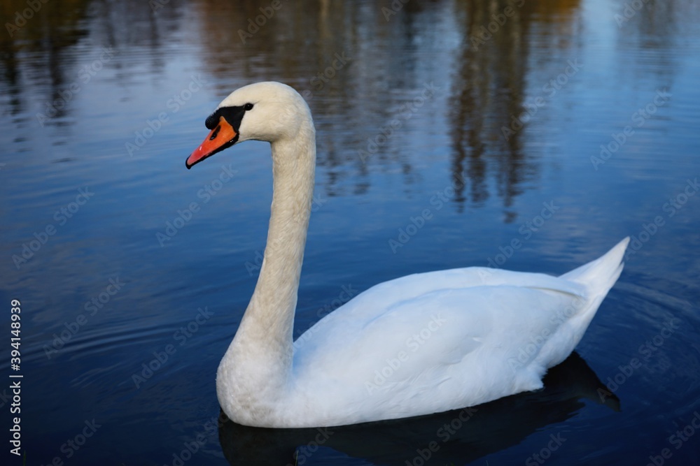 swans on the lake swans on the lake