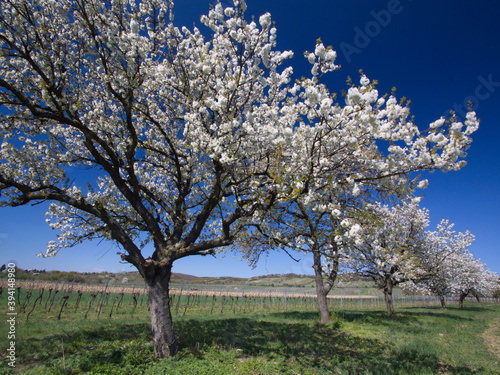 Blooming cherry trees at Cherry Blossom Path in Burgenland, Austria, Europe 