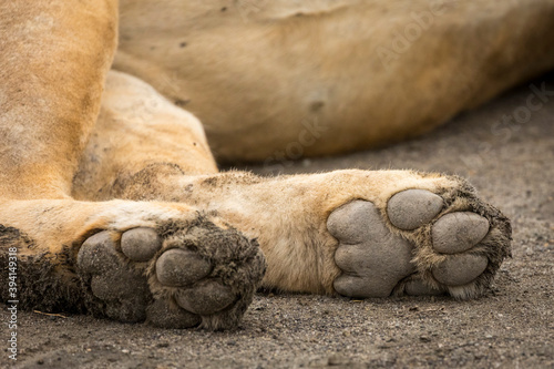 Lion paws in Ndutu Tanzania