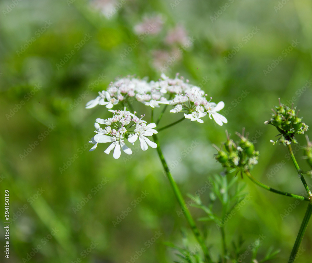 Cilantro small flowers blooming in the herb garden. Flowering coriander plant (Coriandrum sativum, Chinese parsley). Closeup, selective focus, herbal background, blue sky.