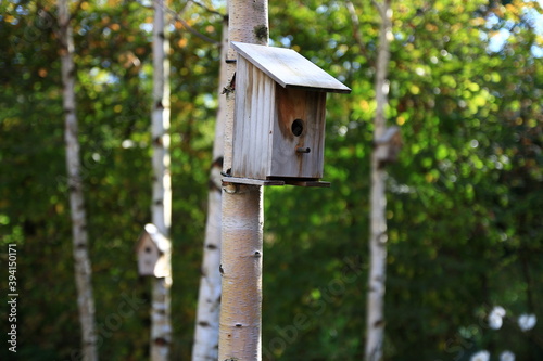 Three small birdhouses fixed on tree trunks await their feathered boarders.
