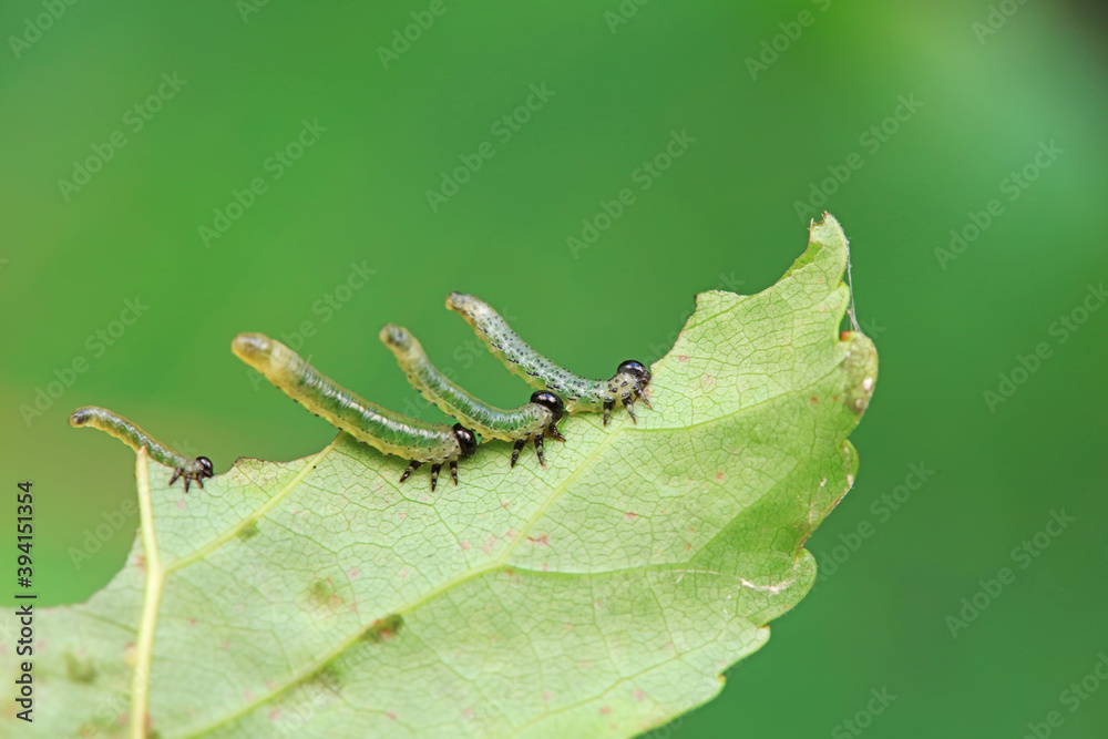 Obraz premium Sawfly larvae nibble on green leaves, North China
