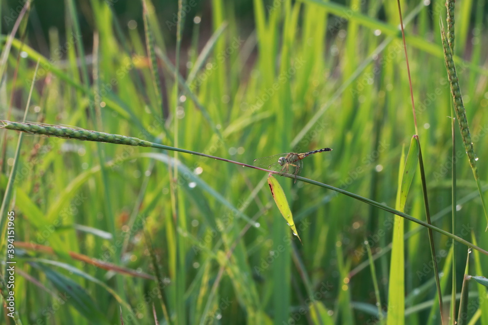 Close up green dragonfly on grass branch