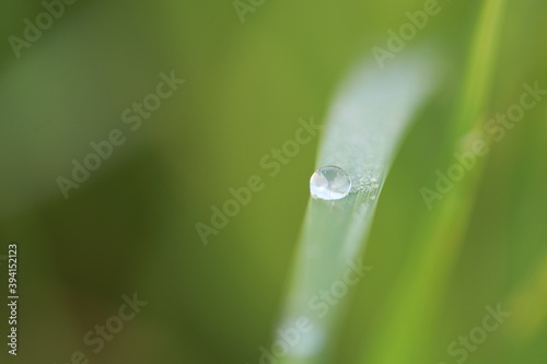 Close up Dew on grass leaf in the morning