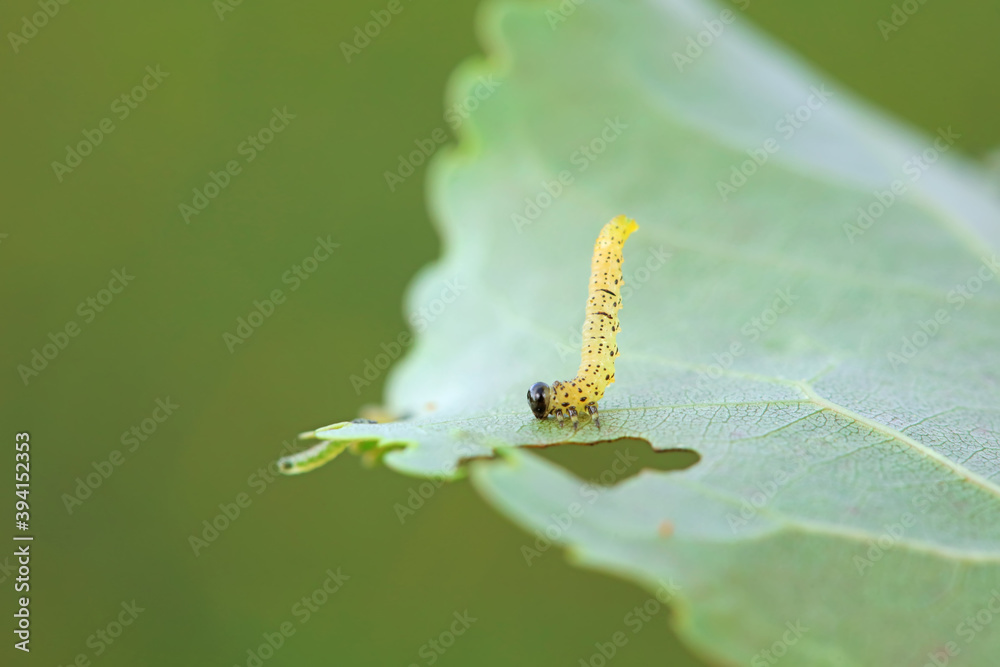 Sawfly larvae nibble on green leaves, North China Sawfly larvae nibble on green leaves, North China