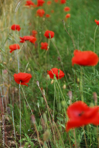 field of red poppies