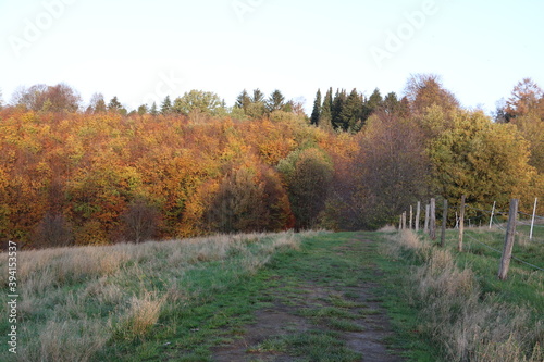 Feldweg zwischen Wald und Wiese mit Weidezaun im Herbst