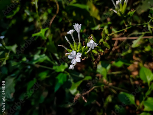 Plumbago zeylanica, commonly known as Ceylon leadwort, doctoebush or wild leadwort, is a species of plumbago with a pantropical distribution.