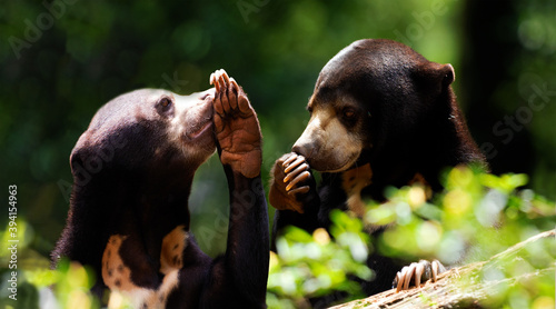 Gossiping honey bears photo