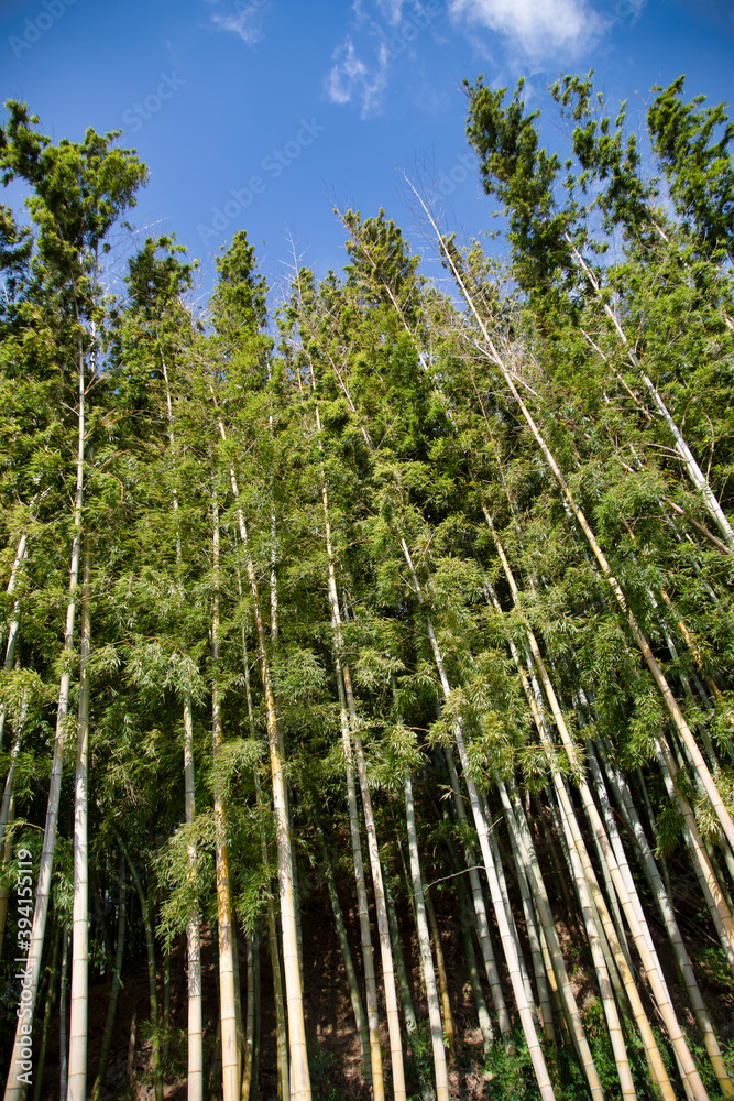 Japanese Bamboo forest near to Tokyo, Japan. Japanese Bamboo forest near to Tokyo, Japan.