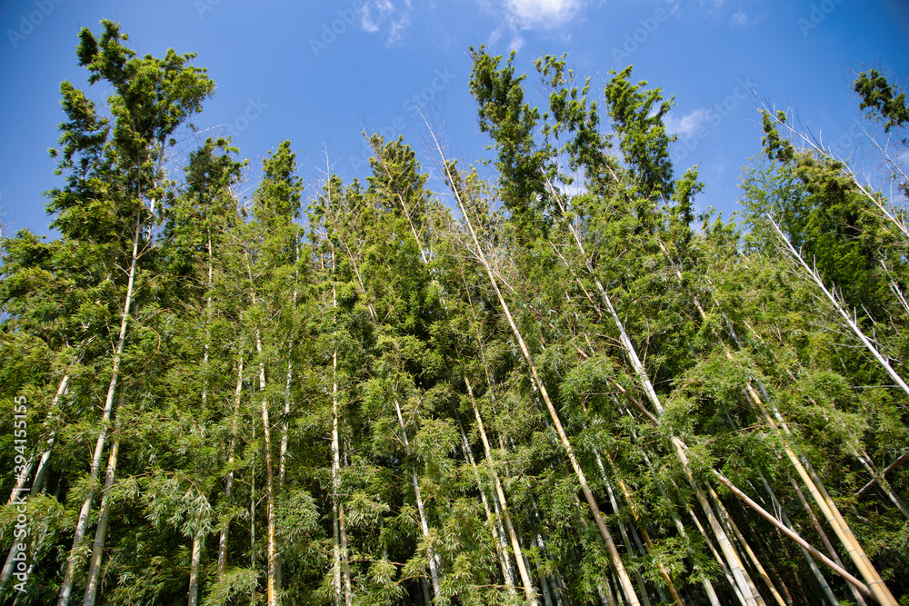 Fototapeta premium Japanese Bamboo forest near to Tokyo, Japan.