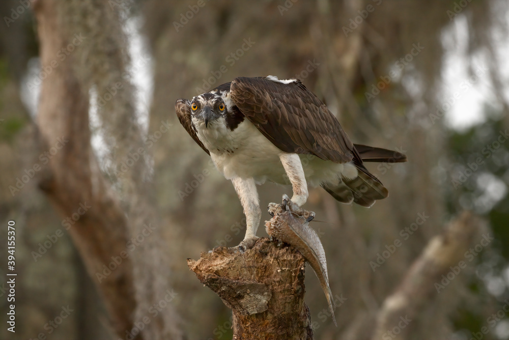 Osprey Perched On a Branch Eating a Fish At Circle B Bar Reserve In Lakeland, FL, USA Osprey Perched On a Branch Eating a Fish At Circle B Bar Reserve In Lakeland, FL, USA