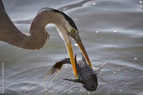 Closeup of Great Blue Heron With Fish At Circle B Bar Reserve In Lakeland, FL, USA