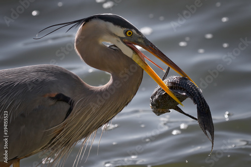 Closeup of Great Blue Heron With Fish At Circle B Bar Reserve In Lakeland, FL, USA