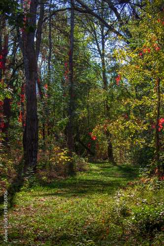 Autumn forest on a sunny day. Vertical picture. © iytokar