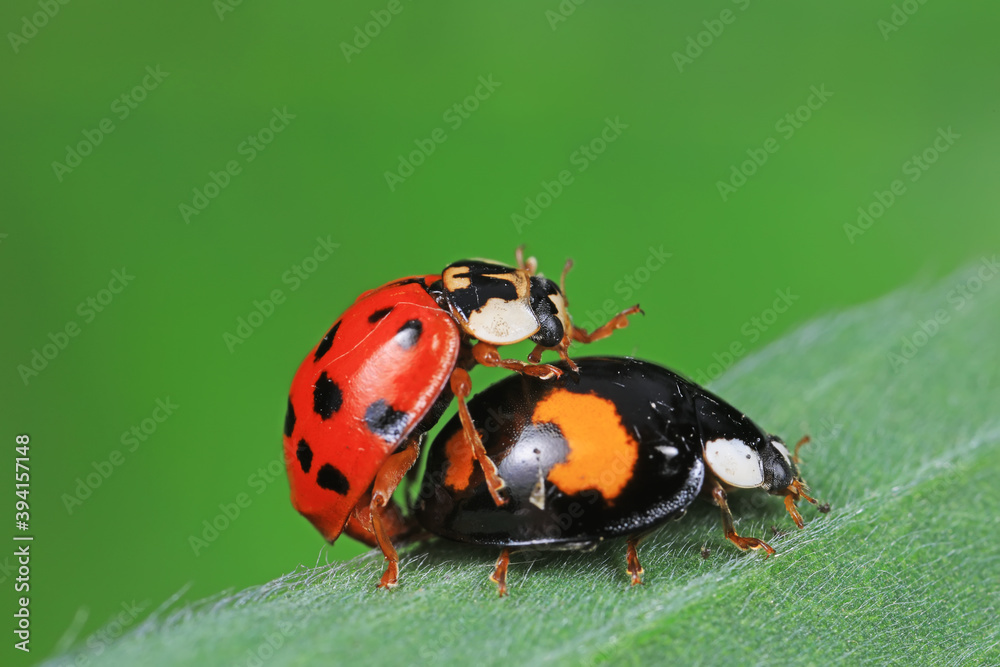 Naklejka premium Ladybugs mate on weeds, North China Plain