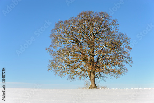 single big old deciduous tree in meadow at cold winter day