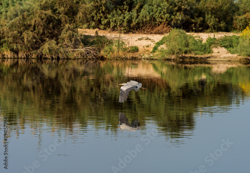 Grey Heron on a pond in an early autumn morning near Zikhron Ya'akov, Israel. 