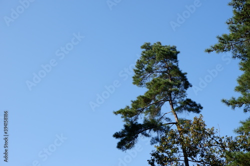 国営武蔵丘陵森林公園の木と葉