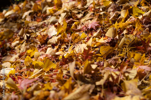 落ち葉の絨毯のアップ