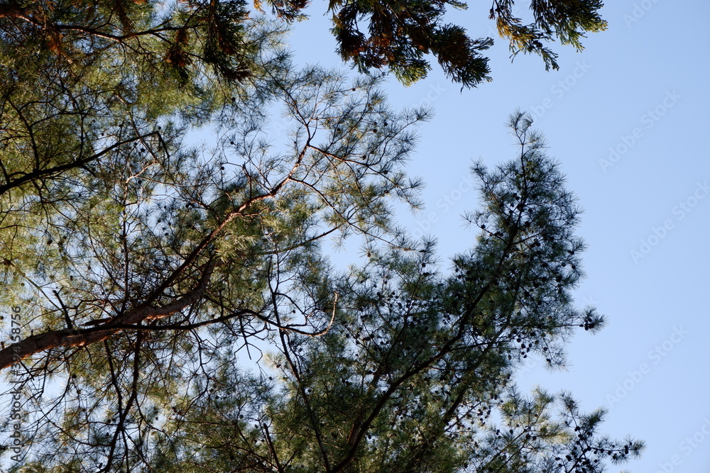 Fototapeta premium 国営武蔵丘陵森林公園の木と葉