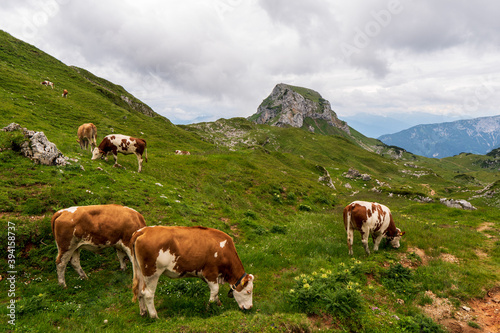 The Cow on grass in mountain alps, austria europe © Martin