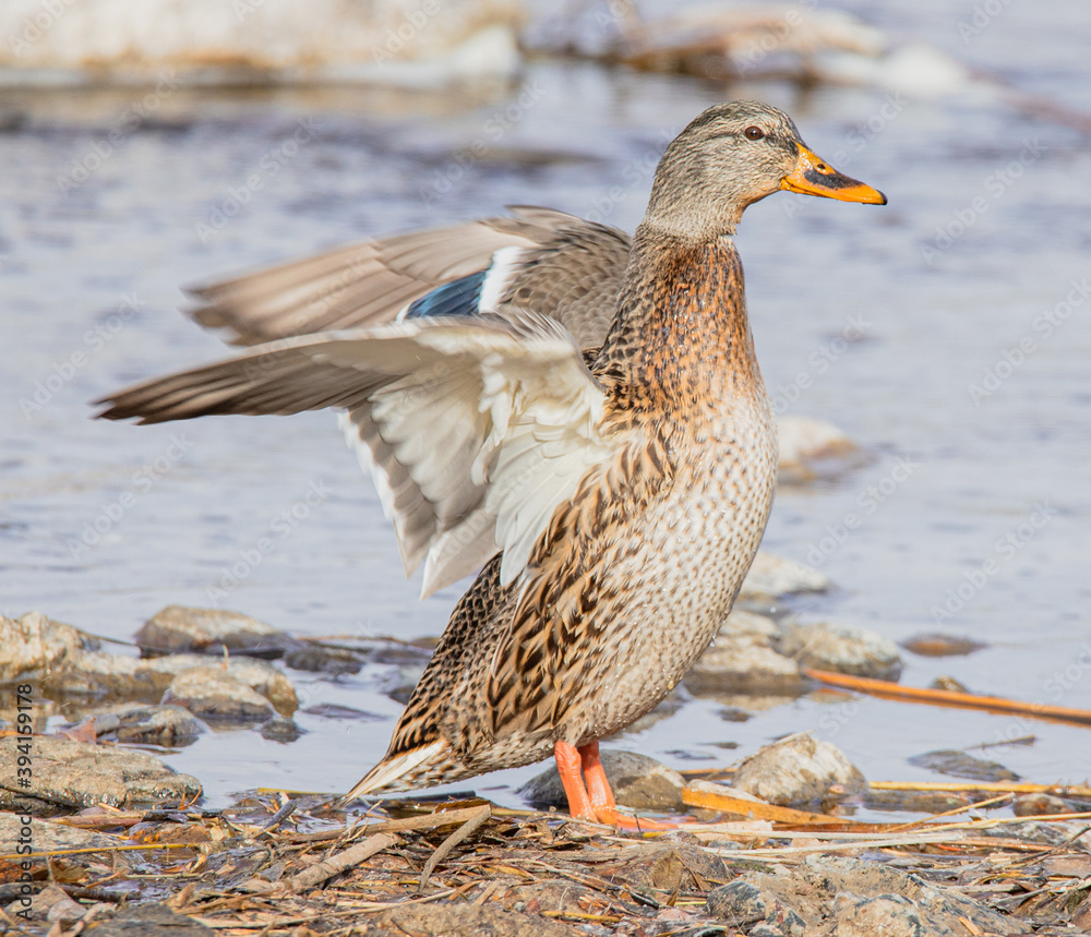duck on the water duck on the water