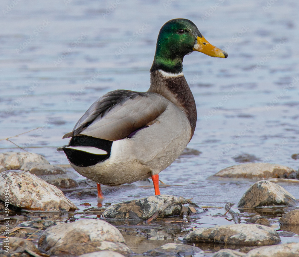 Fototapeta premium duck on the water