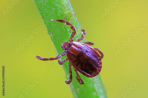 Ticks live on wild plants in the North China Plain © zhang yongxin