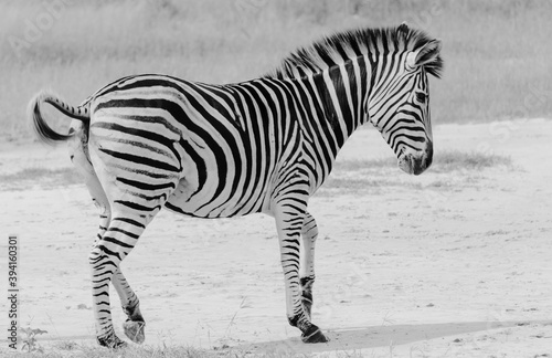zebra in the wild