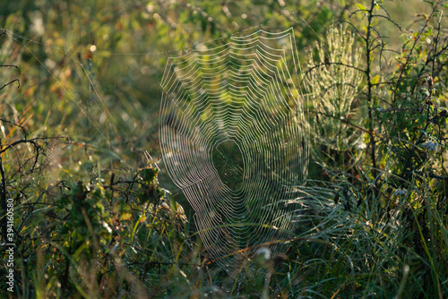 A photo of a spider web in the summer morning