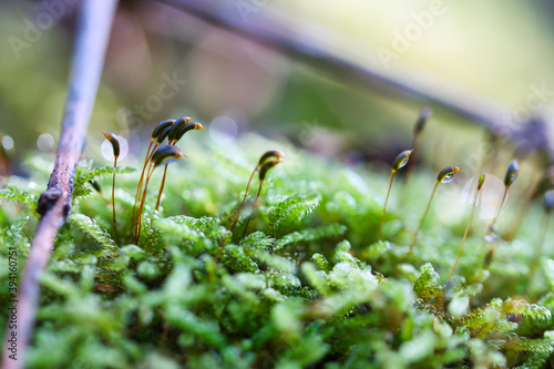 Forest green and moist moss sporophytes macro texture, with rain drops on and blurred pastel purple bokeh background, selective photo